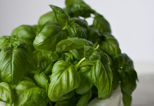 Basilic, herbe aromatique méditerranéenne