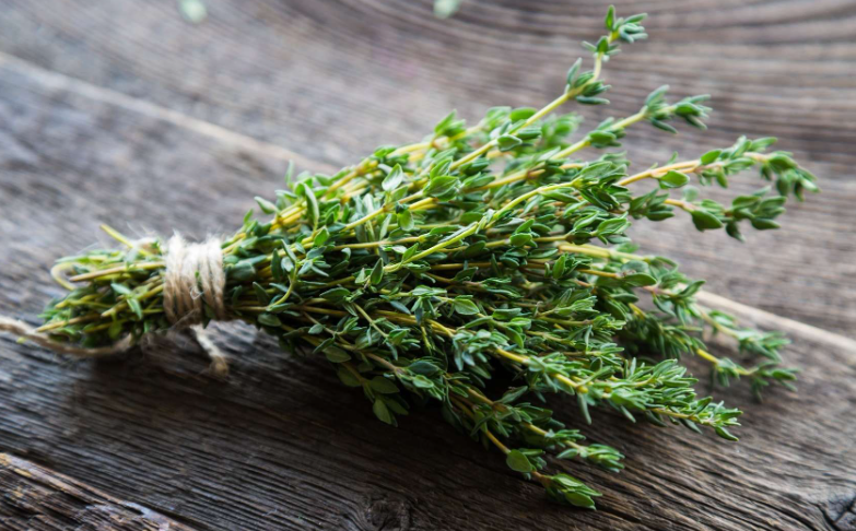 Thym, herbe aromatique méditerranéenne