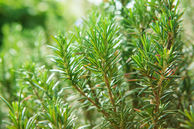 Romarin, herbe aromatique méditerranéenne